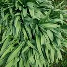 Allium Giganteum 1