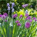 Allium Giganteum 2