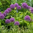 Allium Giganteum 3