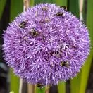 Allium Giganteum 4