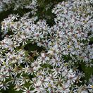 Aster Divaricatus 1