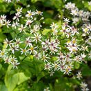 Aster Divaricatus 5