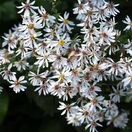 Aster Divaricatus 6