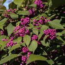 Callicarpa Profusion 1