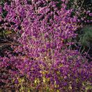 Callicarpa Profusion 4