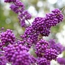 Callicarpa Profusion 6