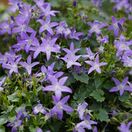 Campanula Poscharskyana 1