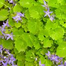 Campanula Poscharskyana 3