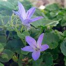 Campanula Poscharskyana 4