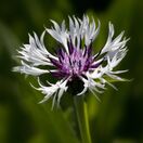 Centaurea montana Purple Heart 1