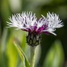 Centaurea montana Purple Heart 2