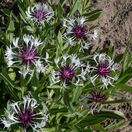 Centaurea montana Purple Heart 4