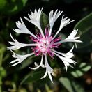 Centaurea montana Purple Heart 5