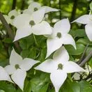 Cornus Kousa 3