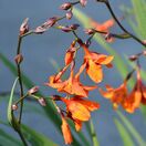 Crocosmia Emily McKenzie 1