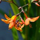 Crocosmia Emily McKenzie 2