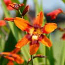 Crocosmia Emily McKenzie 3