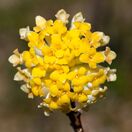 Edgeworthia Chrysantha 1