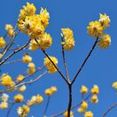 Edgeworthia Chrysantha 2