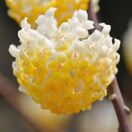 Edgeworthia Chrysantha 3