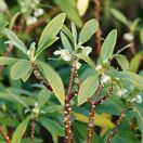 Edgeworthia Chrysantha 5