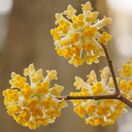 Edgeworthia Chrysantha 7