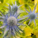 Eryngium Neptune's Gold 1