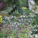 Eryngium Neptune's Gold 2