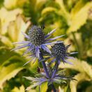 Eryngium Neptune's Gold 4