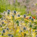 Eryngium Neptune's Gold 5