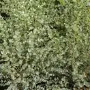 Eucalyptus gunnii 1