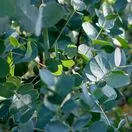 Eucalyptus gunnii 2