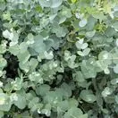 Eucalyptus gunnii 3