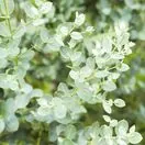 Eucalyptus gunnii 4