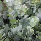 Eucalyptus gunnii 5
