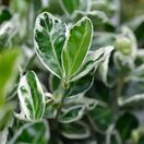 Euonymus Kathy 2