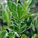 Euonymus Kathy 3
