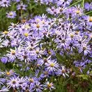 Eurybia herveyi (Aster macrophyllus) 2