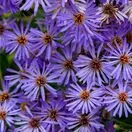 Eurybia herveyi (Aster macrophyllus) 3
