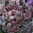 Heuchera Black Taffeta 1
