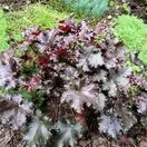 Heuchera Black Taffeta 2