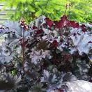 Heuchera Black Taffeta 3