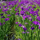 Iris Ensata 1