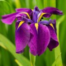 Iris ensata 2