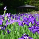 Iris ensata 5