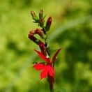 Lobelia Queen Victoria 2