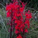 Lobelia Queen Victoria 3