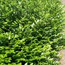Lonicera Pileata 2
