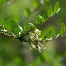 Lonicera Pileata 4