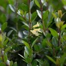Lonicera Pileata 6